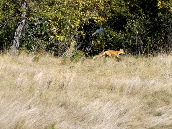 red fox North Dakota