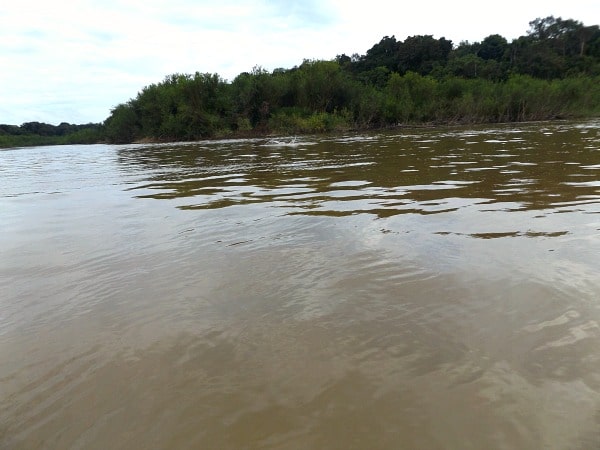 Yavari River Amazon River dolphin