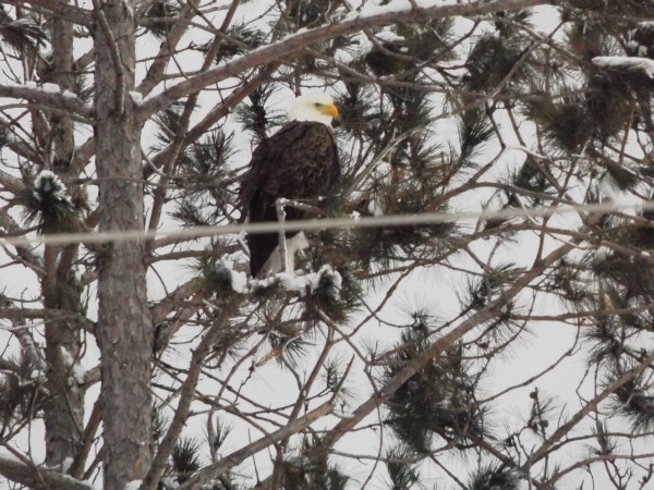 Bald eagle winter Wisconsin