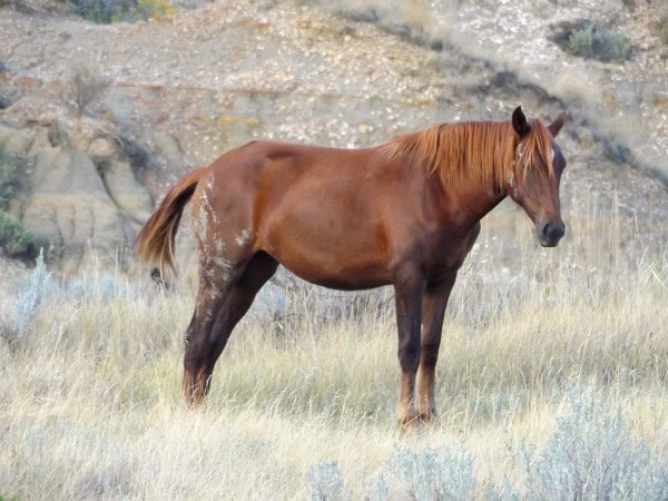 Wild horse North Dakota