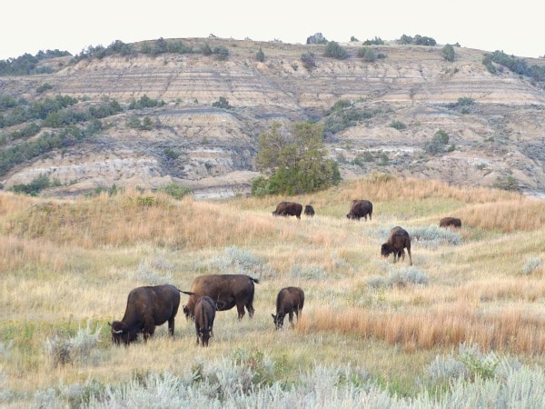Buffalo grazing North Dakota
