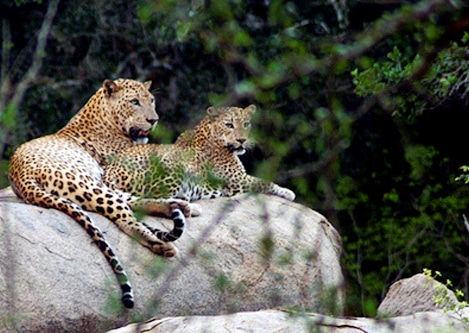 Leopards Yala