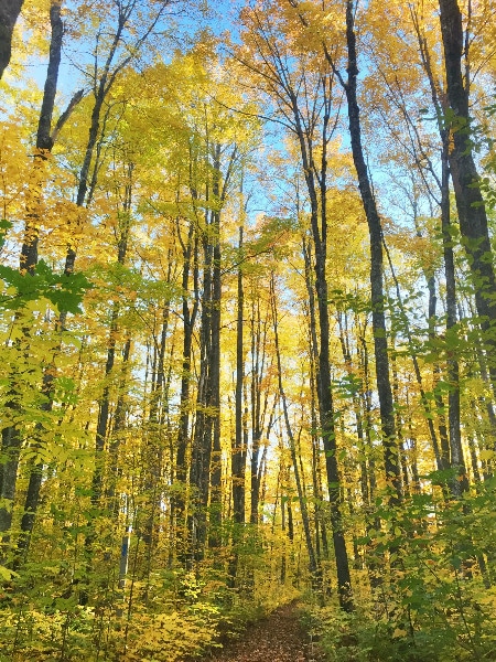 North Country Scenic Trail fall color