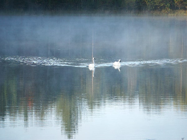 Two swans Michigan