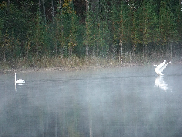 Two swans join me on Byron Lake in the Huron National Forest