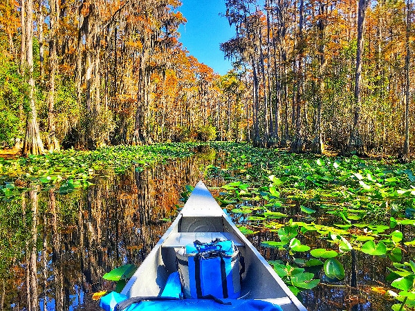 Okefenokee Swamp