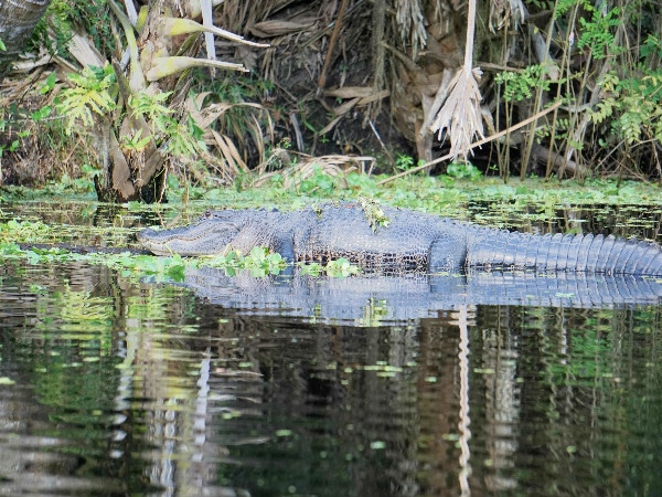 Alligator Blue Springs State Park