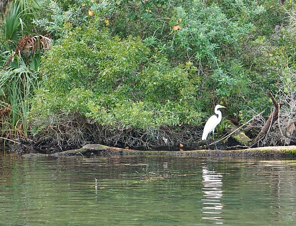 Florida egret
