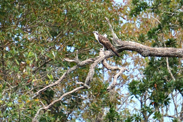 osprey Florida