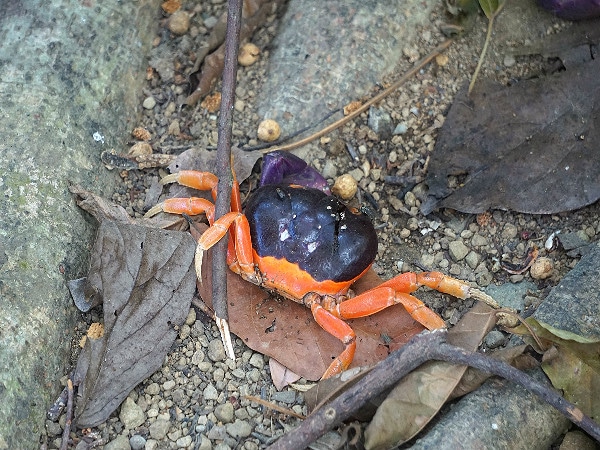 Halloween crabs Corcovado