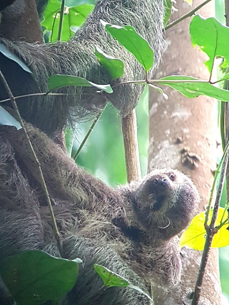 Baby sloth Corcovado