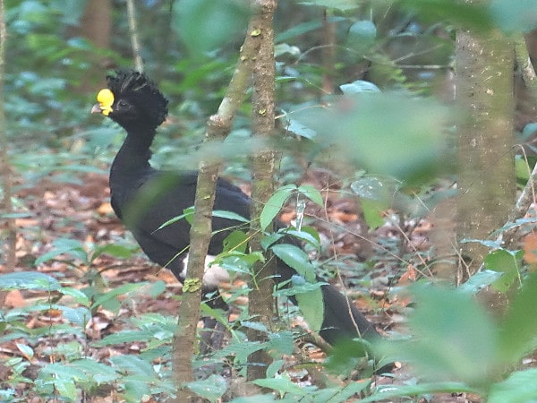 Male great currosow Corcovado