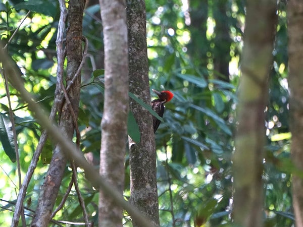 Pale-billed woodpecker