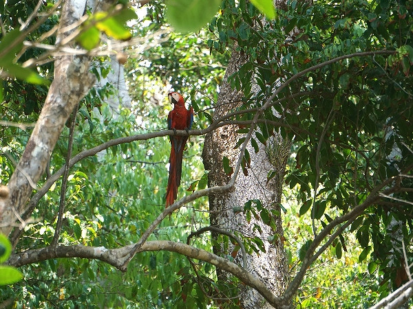 Scarlet Macaw Corcovado