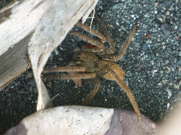 Wandering spider Costa Rica