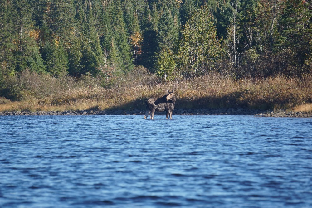 Moose river Maine