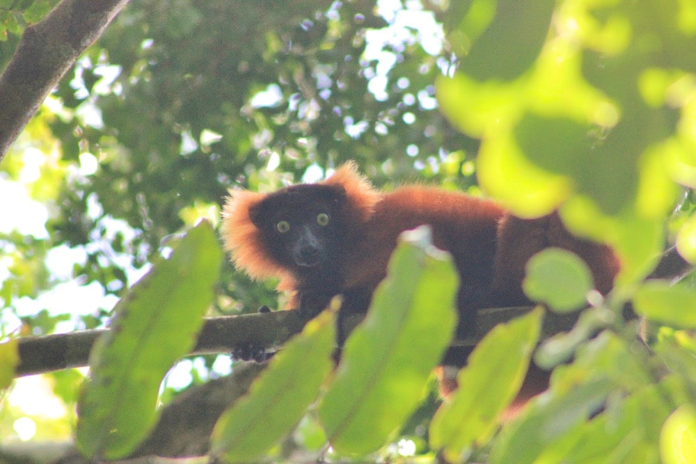 Makira Rainforest lemur