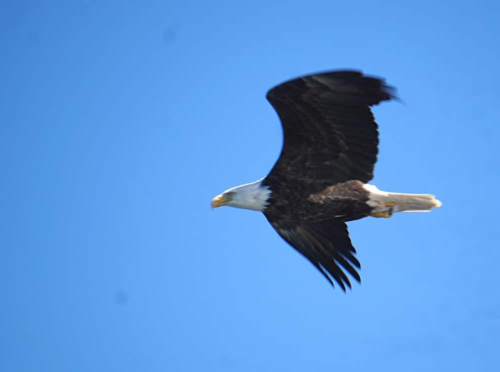 Bald eagle Maine