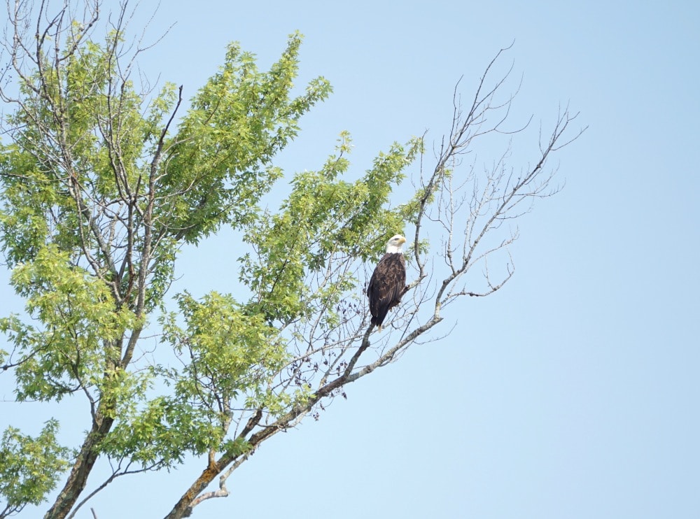 bald eagles Wisconsin River