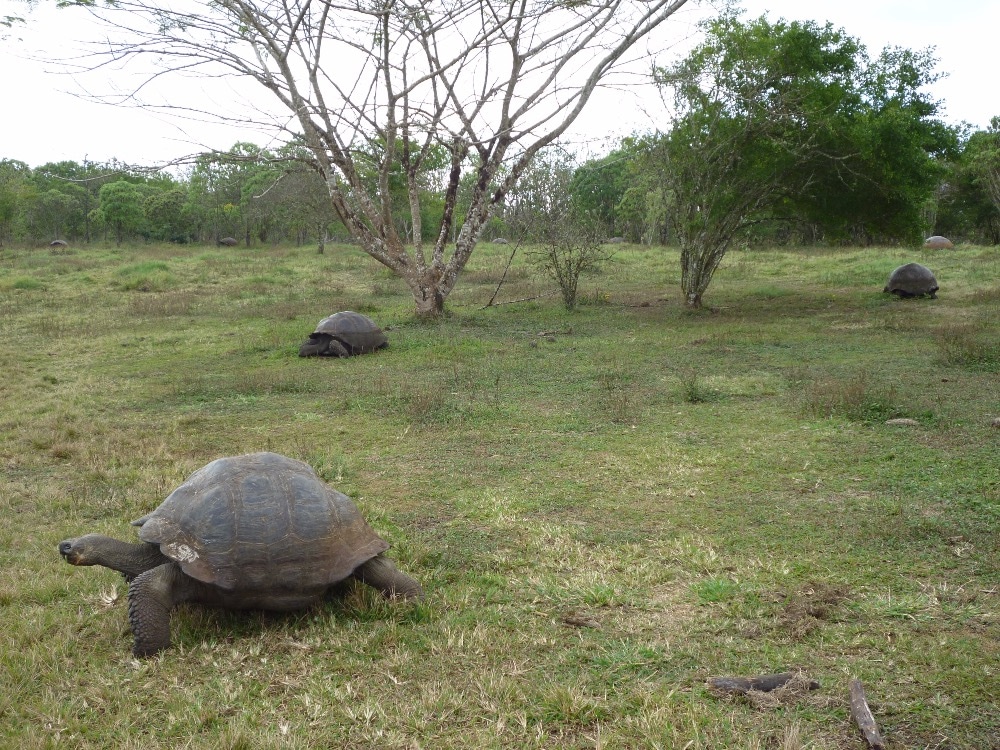Galapagos Island Tortoise