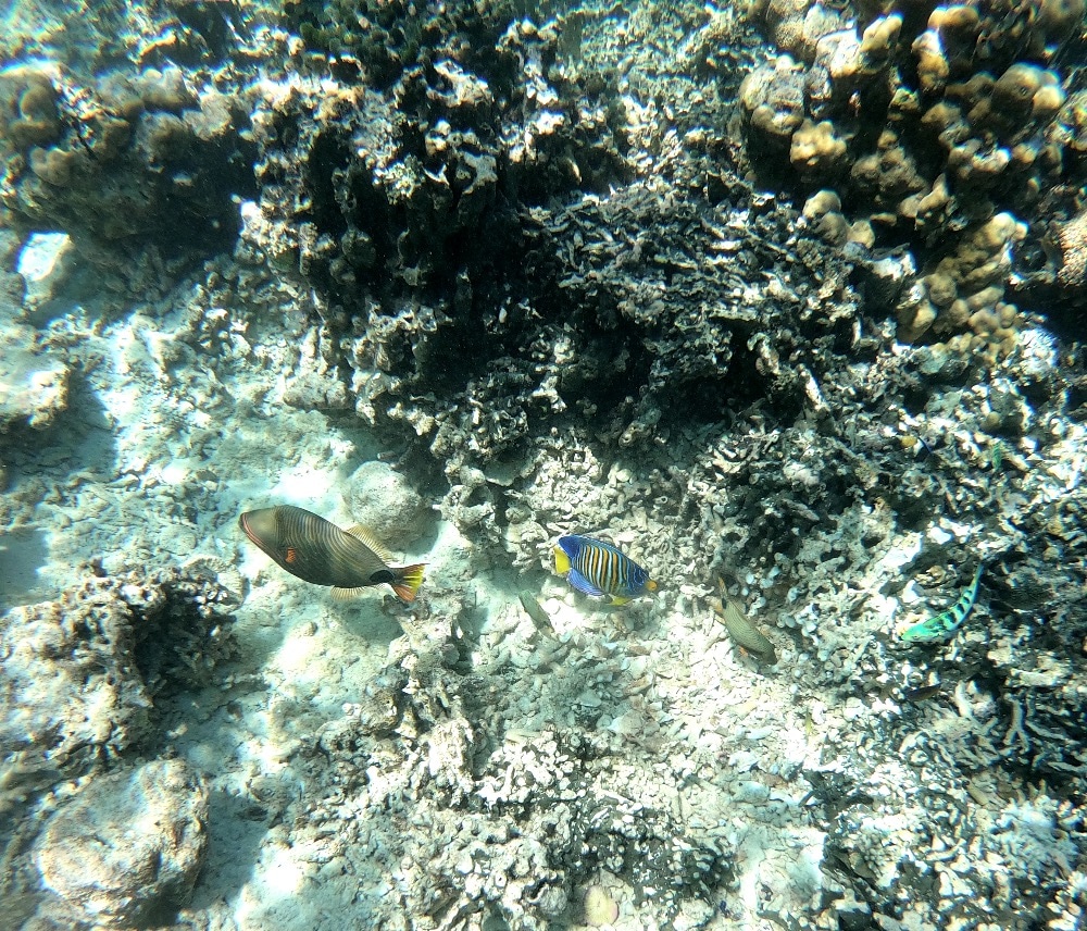 West Bali colorful fish