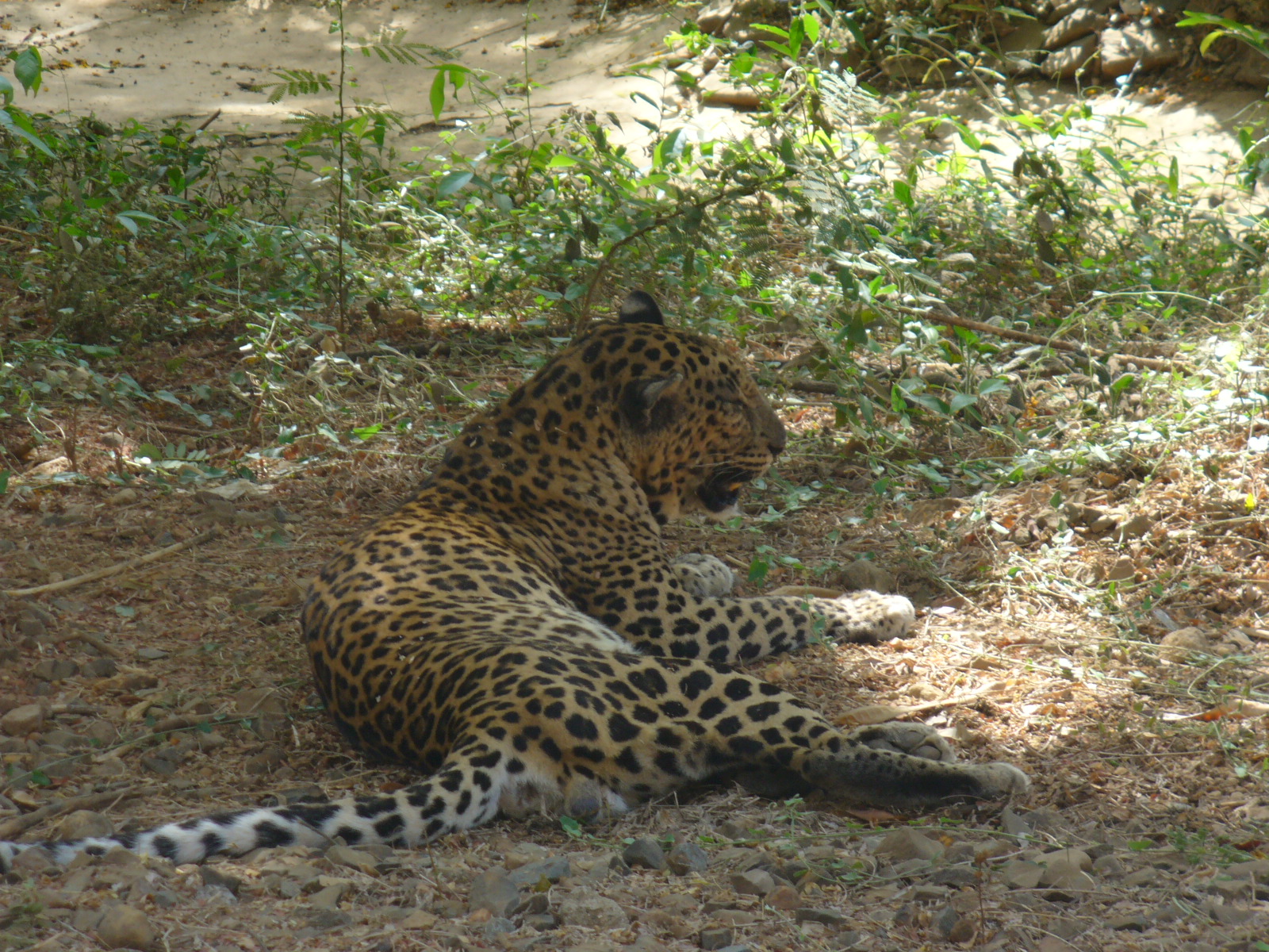 Leopard Sanjay Gandhi