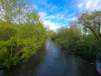 Spring warblers light up LaBagh Woods in Chicago
