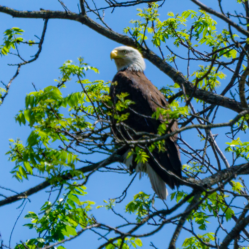 Bald eagle Upper Iowa River