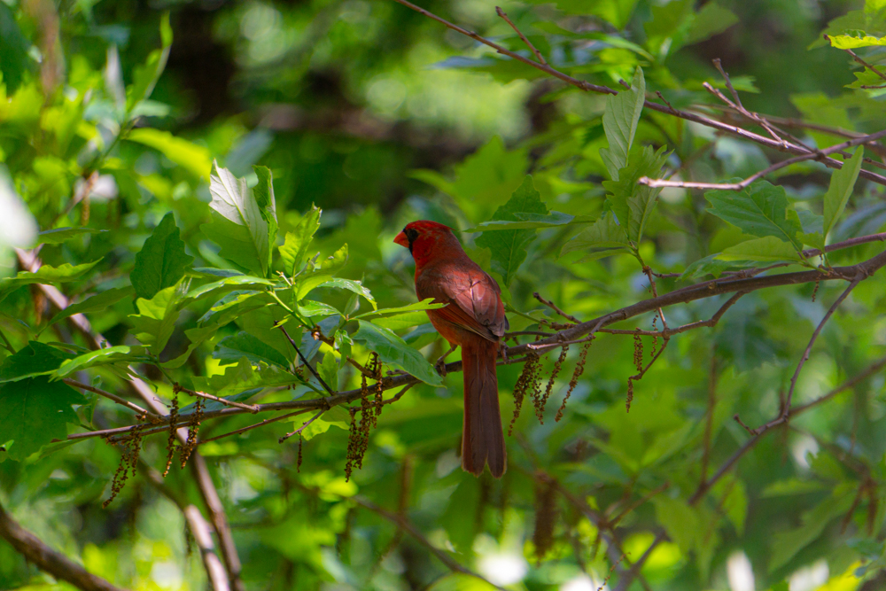 Bird watching Chicago cardinal