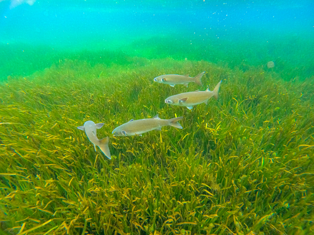 Mullet fish Florida