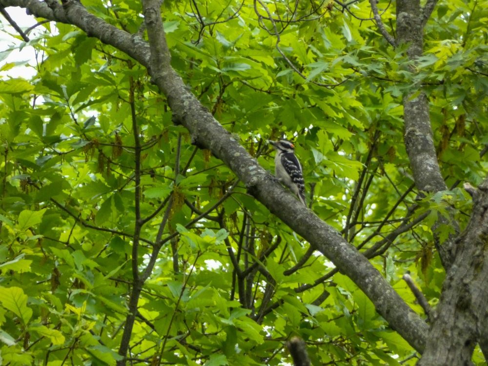 Downy woodpecker Ryerson Woods