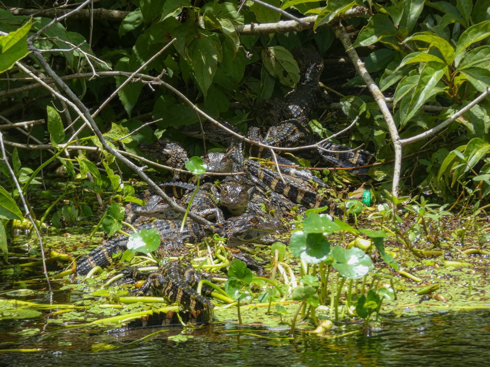 baby alligators Florida