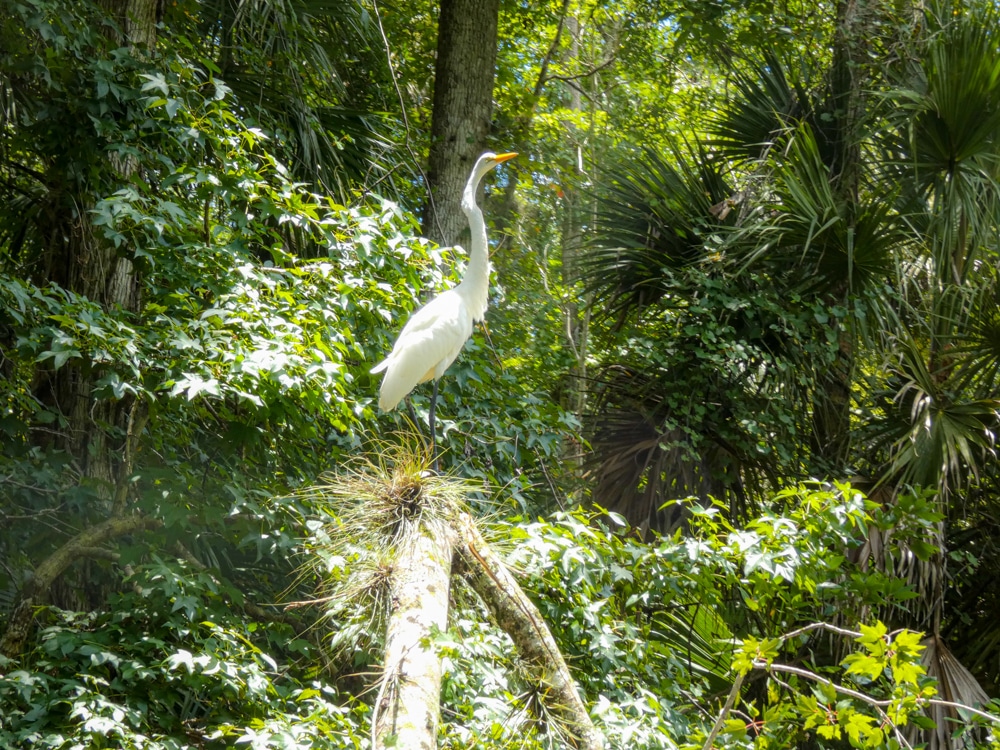 Great egret Florida