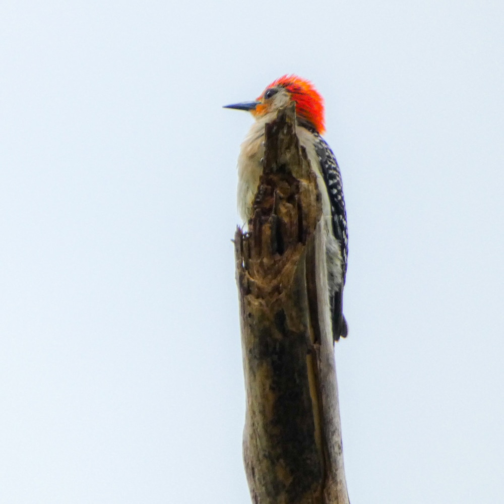 Red-bellied woodpecker Florida