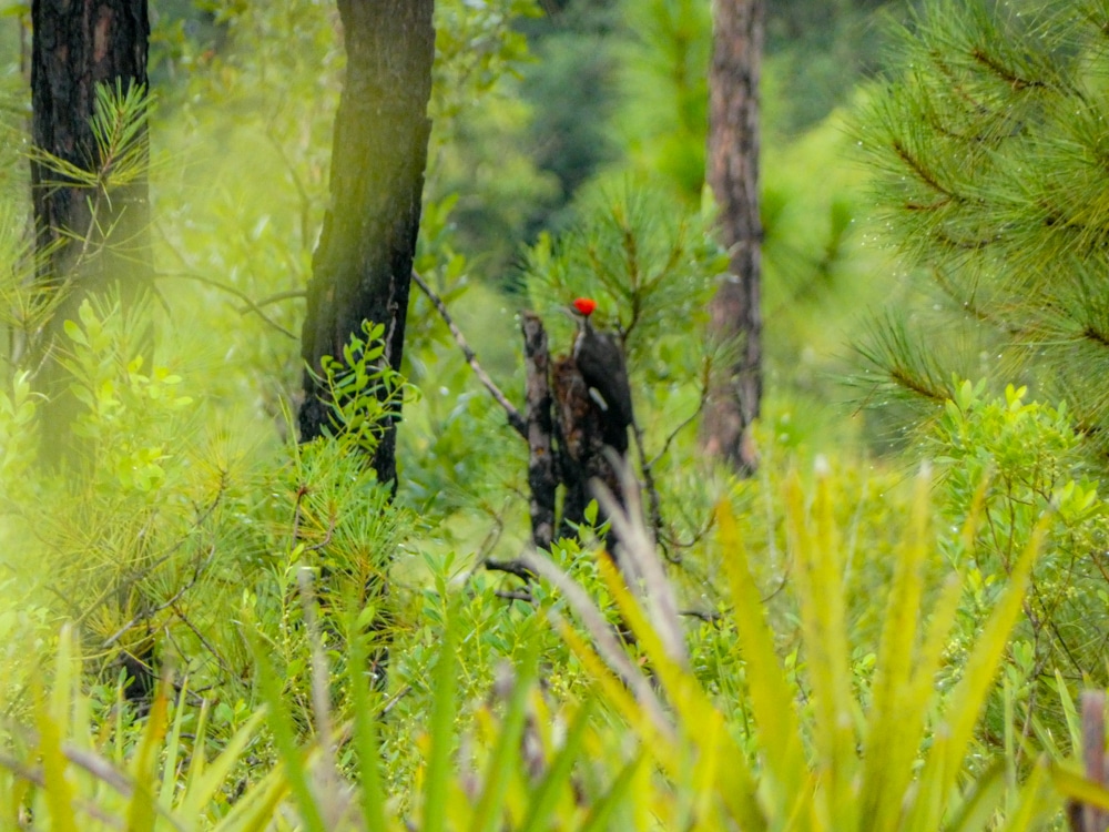 Pileated woodpecker Florida
