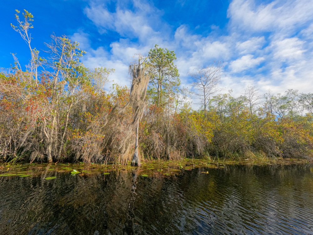 Okefenokee Swamp canoeing
