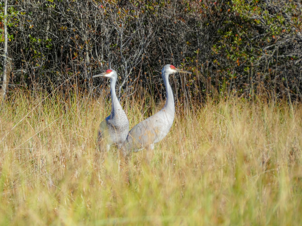 Sandhill cranes Okefenokee