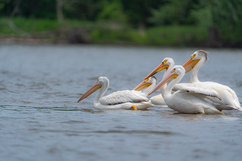 White pelicans Rock River