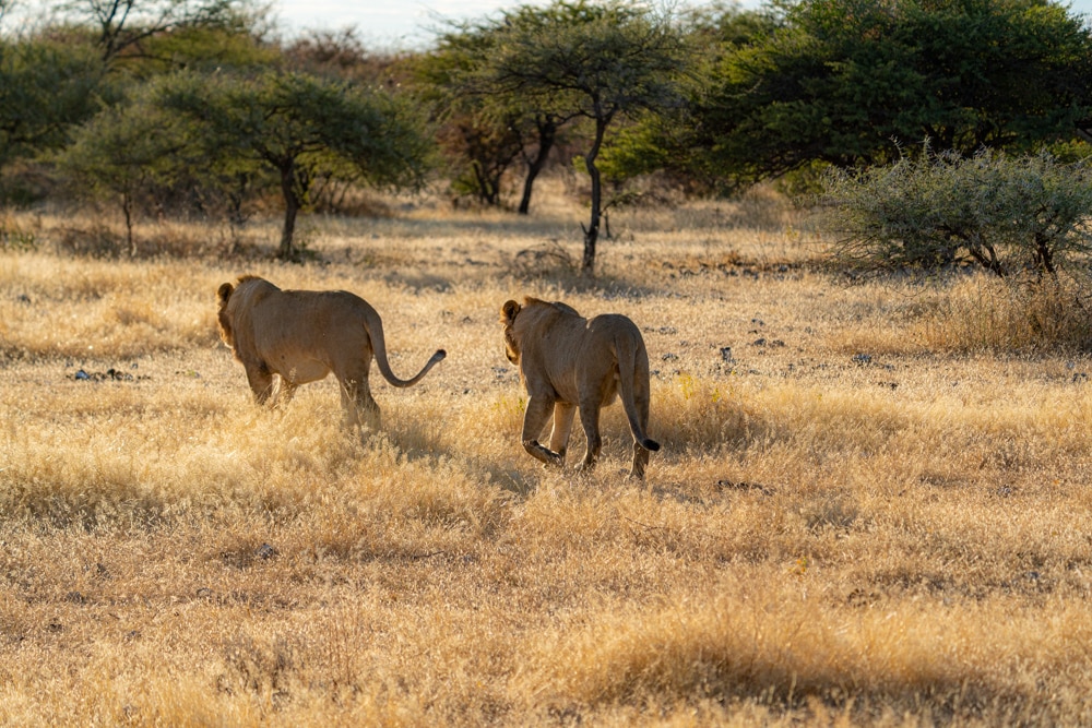 Etosha National Park lions