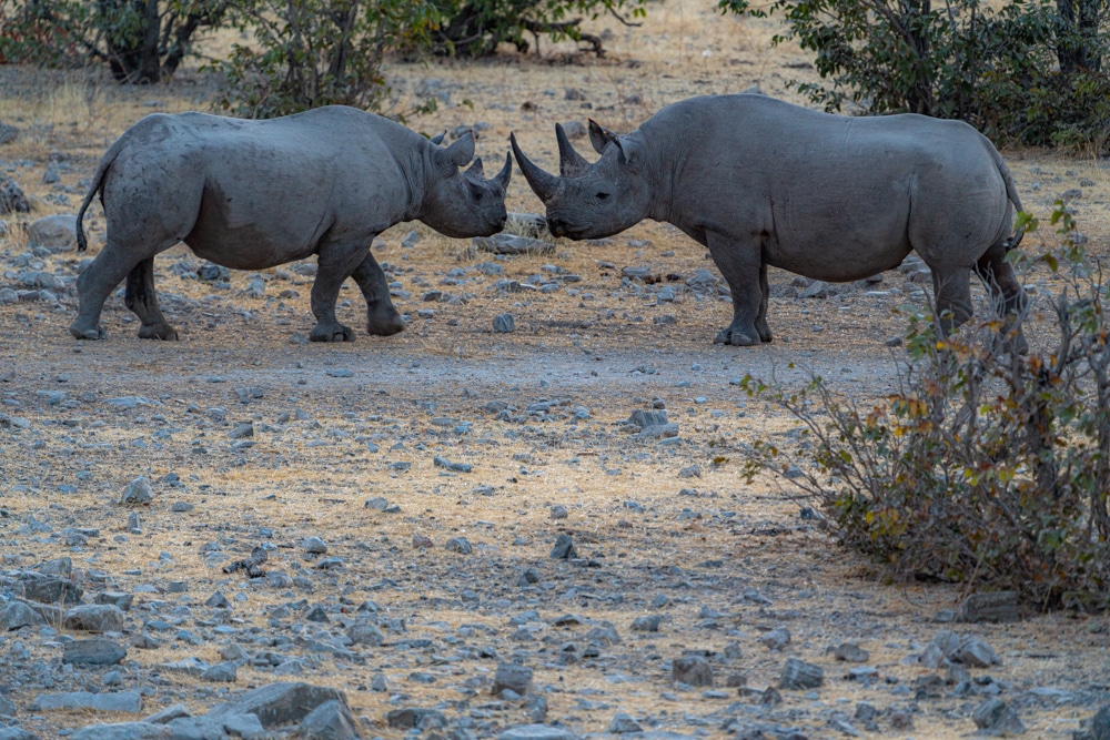 Rhinos rumbling