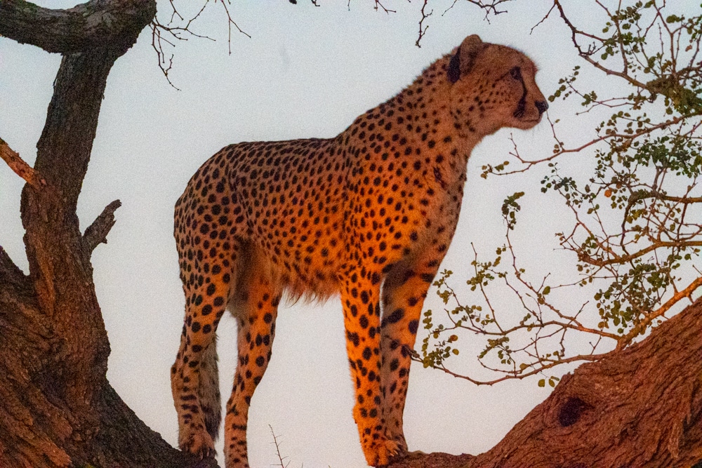 Cheetah tree Kruger National Park