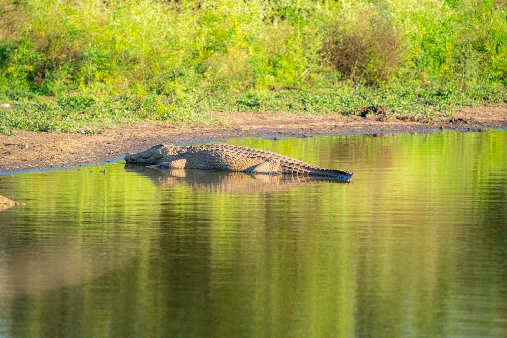 African safari Kruger National Park nile crocodile