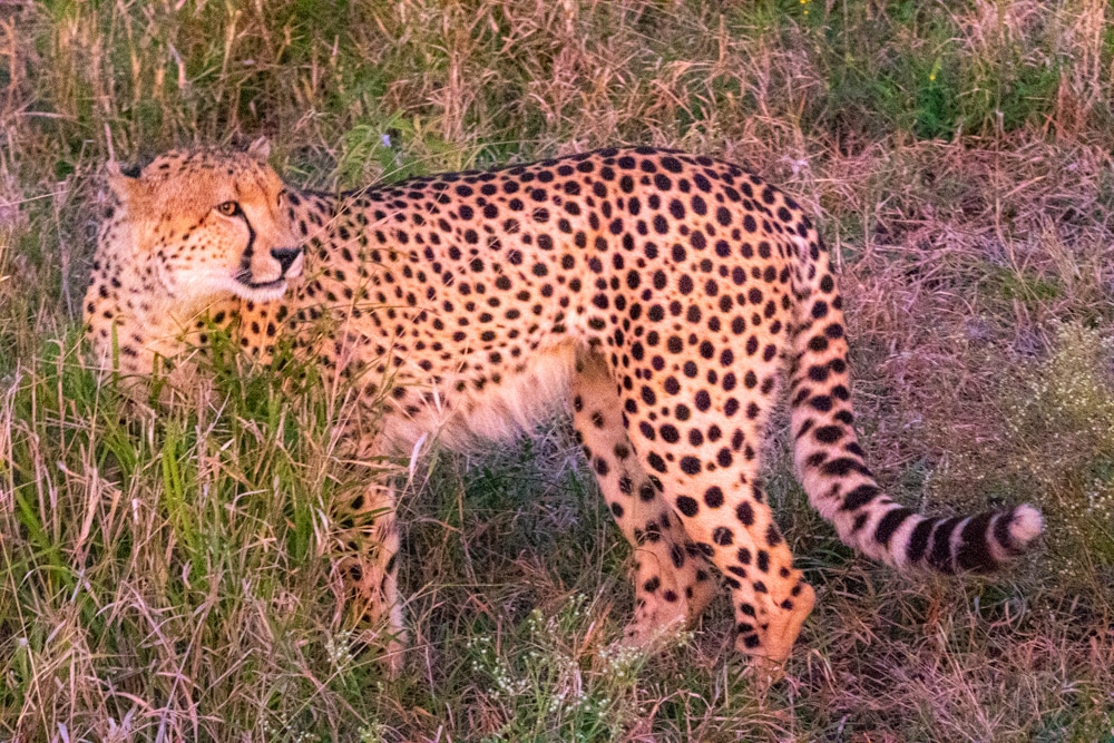 African safari Kruger National Park cheetah