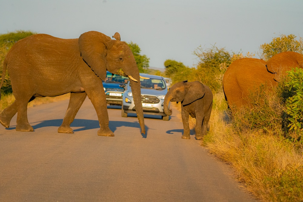 Elephant crossing Kruger