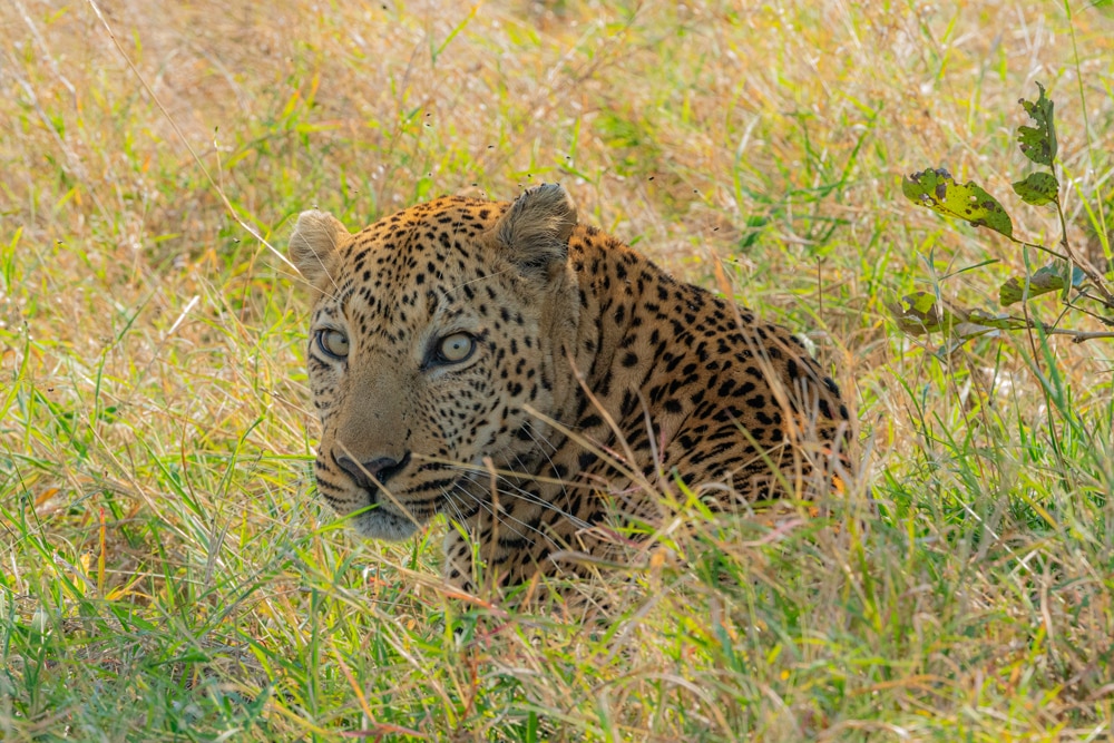 African safari Kruger National Park
