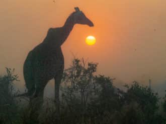Giraffe sunset Kruger