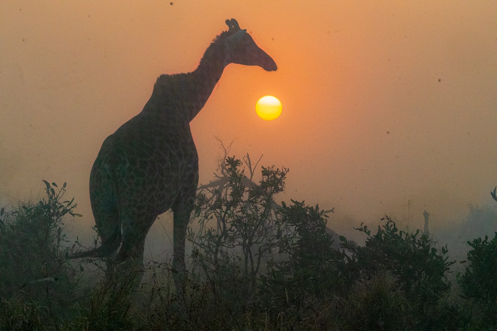 Giraffe sunset Kruger