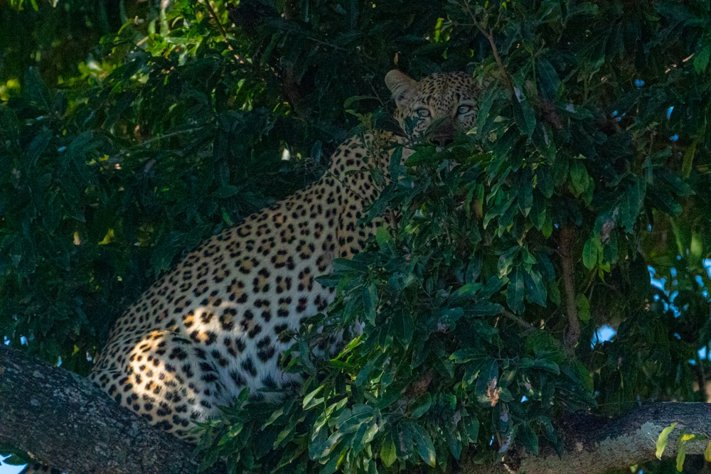 Leopard hiding tree Kruger