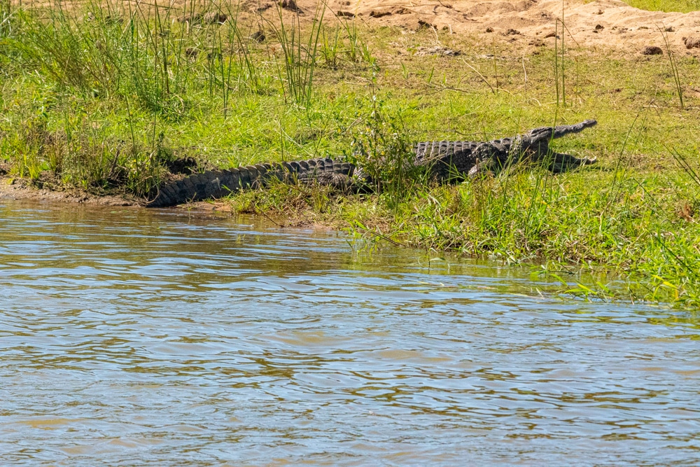 African safari Kruger National Park Nile crocodile