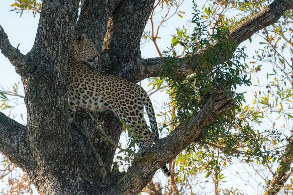 Leopard tree Kruger National Park